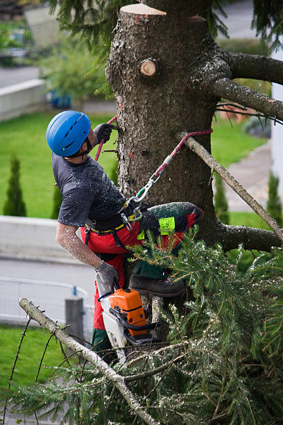  , HI Tree Care Services Pros